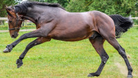 kůň horse-2465279 1280